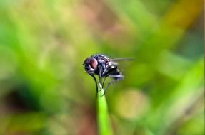 fly macro insect animal green