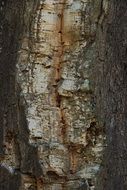 cork oak tribe tree log bark