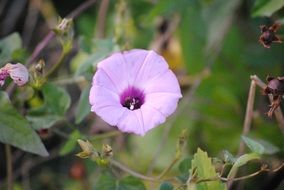 purple nature floral spring flora