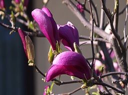 magnolia flowers on branches