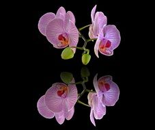 orchids background screen