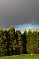 garden tree dark clouds landscape