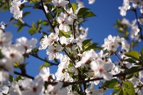 cherry flowers in the garden