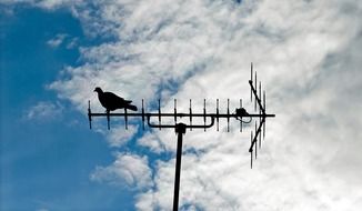 pigeon antenna bird sitting