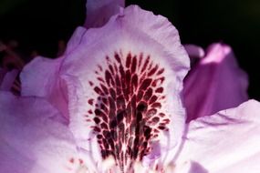purple rhododendron petal
