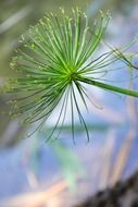 close up macro green flower foliage