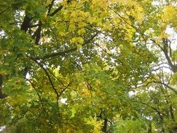 park trees in late summer