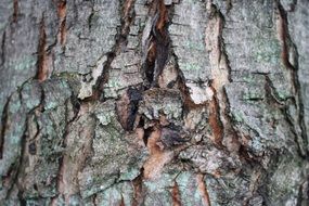 bark tree wood outdoor rough