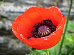 poppy flower red color petal