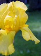 iris yellow flowers petals