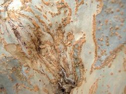 nature tree bark natural organic