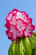 flower beautiful nature pink