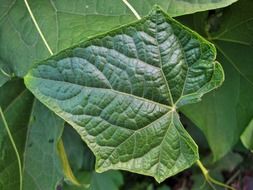 leaf green veins patterned fine