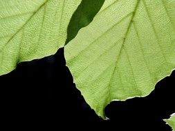 background black leaves leaf