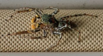 spider hairy jumping arachnid