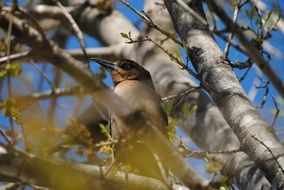 bird tree animal leaves nature