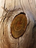 wood knot trunk texture pine