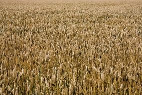 wheat golden field background