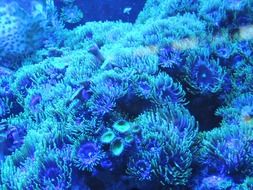 background blue water coral reef