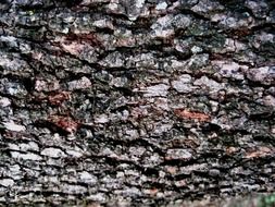 bark tree rough textured patterned