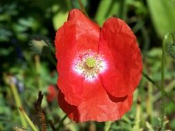 poppy red flower petals green