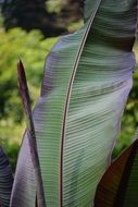 palm leaf structure