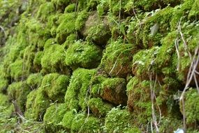 stone wall moss texture green