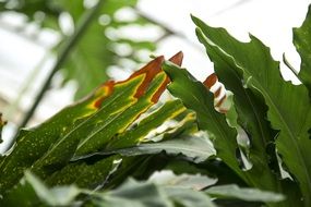 tropical green leaves