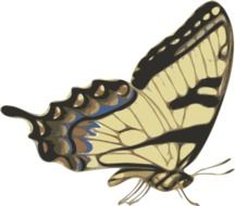 drawing of a nice brown butterfly