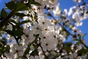 cherry white flowers