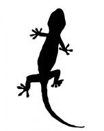 gecko lizard animal black