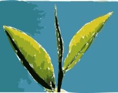 leaves abstract tea leaf green