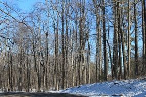 winter trees texture pattern