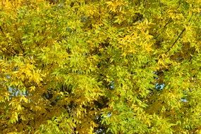 bright yellow leaves of a tree in autumn