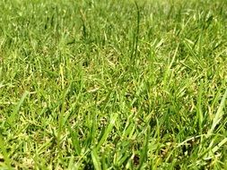 grass rush green meadow halme