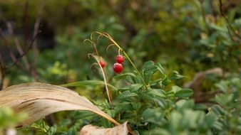 berry forest red nature fresh