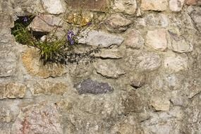 flowering plant on the stone wall