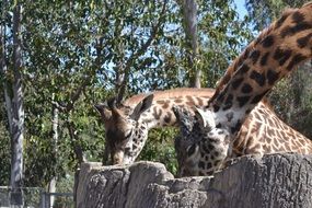 giraffe adult animal wildlife