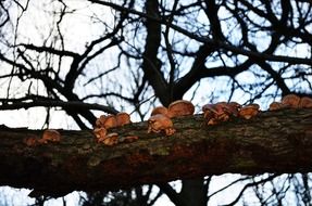 fungus mushroom wood tree trunk