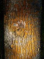 trunk lichen texture bark tree