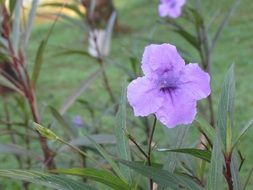 spring purple flower in the nature