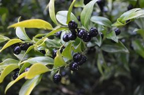 black berries decoration nature