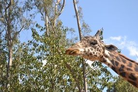 adult giraffe animal in the wildlife