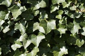 ivy in sun rays