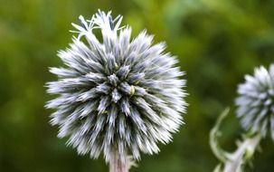 macro flower