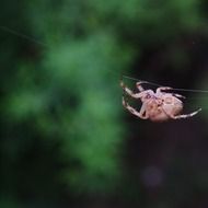 jumping spider hanging on the web