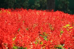 red flower floral pattern garden