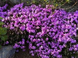 bush of summer purple flowers