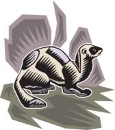 mink, stylized drawing