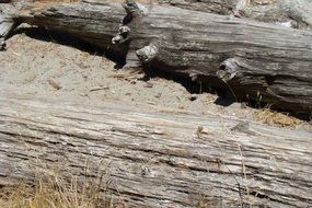 wood dirt logs brown texture